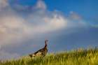 Wild turkey hen in Theodore Roosevelt National Park, North Dakota, USA. Art Print